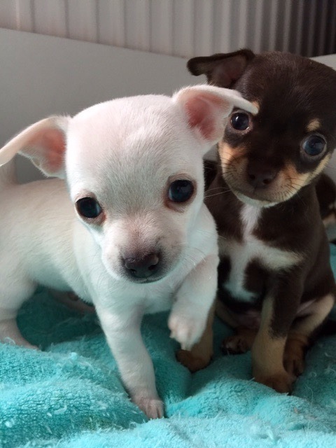 2 Mini Chihuahua Welpen****