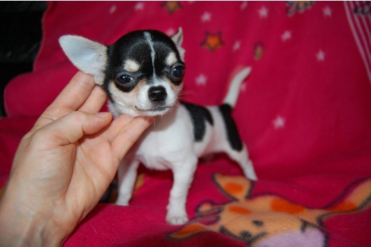  Süße Chihuahua Welpen suchen ab sofort ein schönes neues zu Hause.