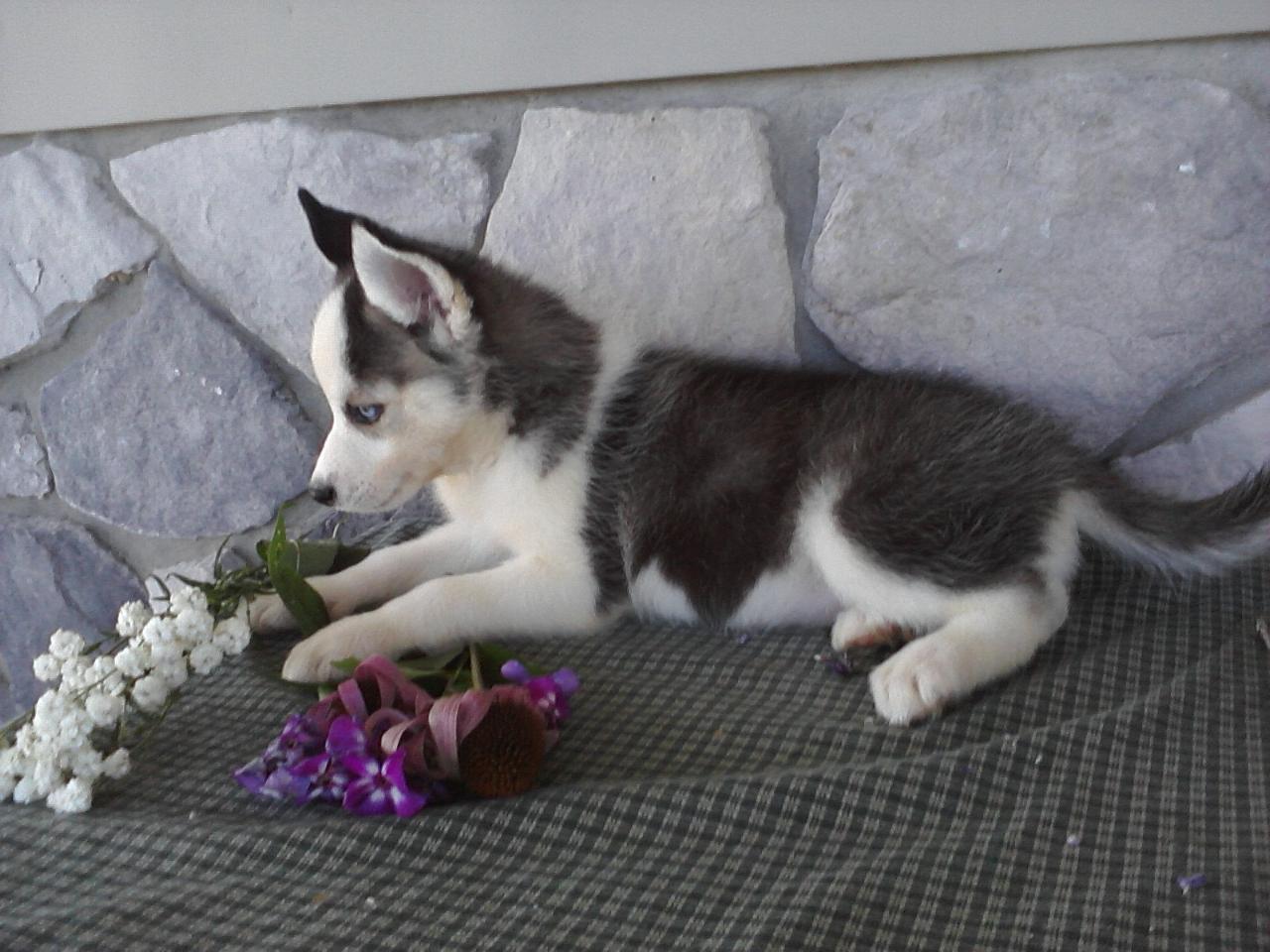 Siberian Huskywelpen in liebevolle Hände abzugeben