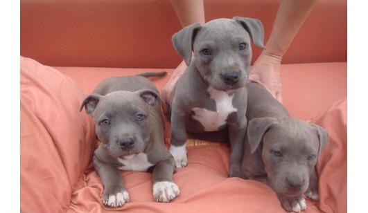    American Pit Bull Terrier