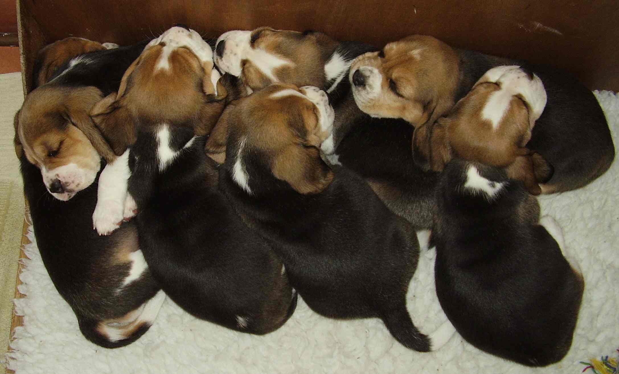 Cute Beagle puppies