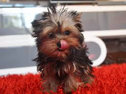  Yorkshire Terrier in der Farbe zobel