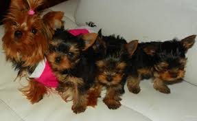  Yorkshire Terrier Welpen mit Papieren