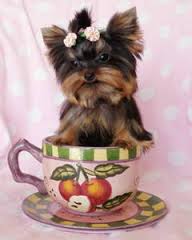 Yorkshire Terrier Welpen! Auch kleine sorte