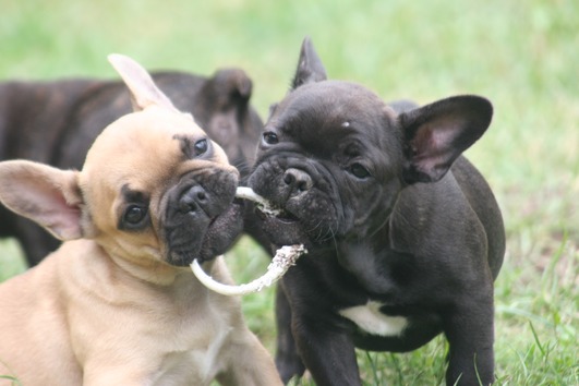 Französische Bulldoggen Welpen 11 Wochen ein Welpe kostet 160 €