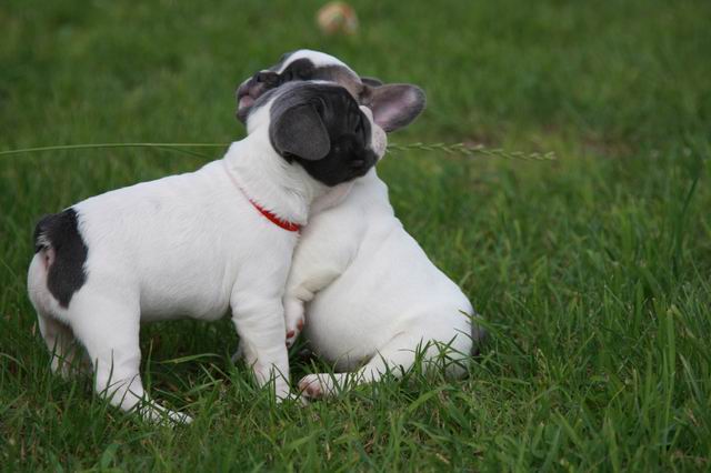 Blau Französische Bulldogge 