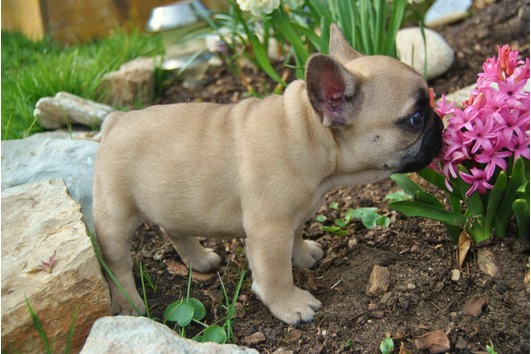 Möchtest Französisch Bulldog Welpen zur Verfügung