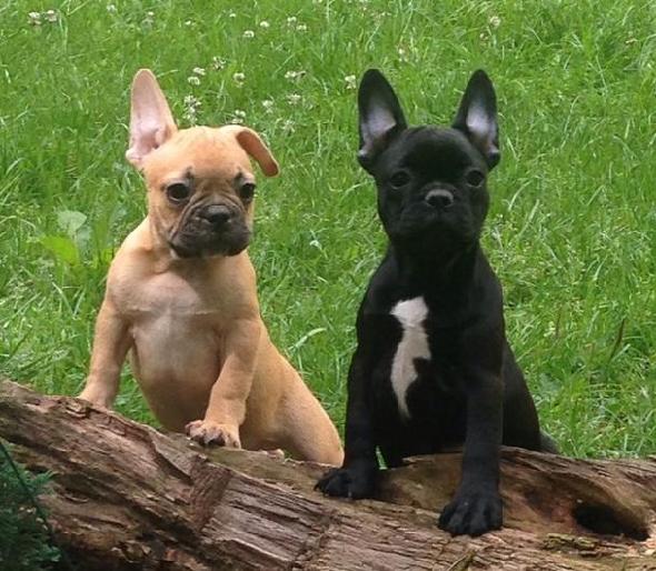 Französische Bulldoggenbabys 