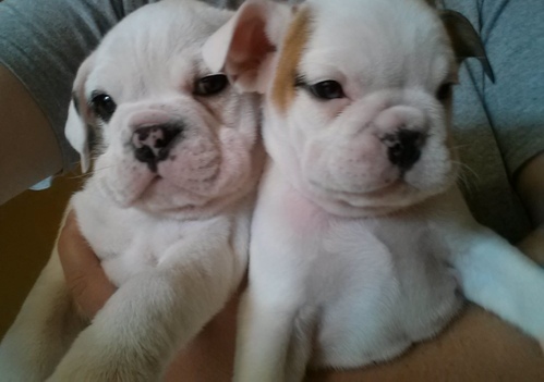 ENGLISH BULLDOG PUPPIES AVAILABLE