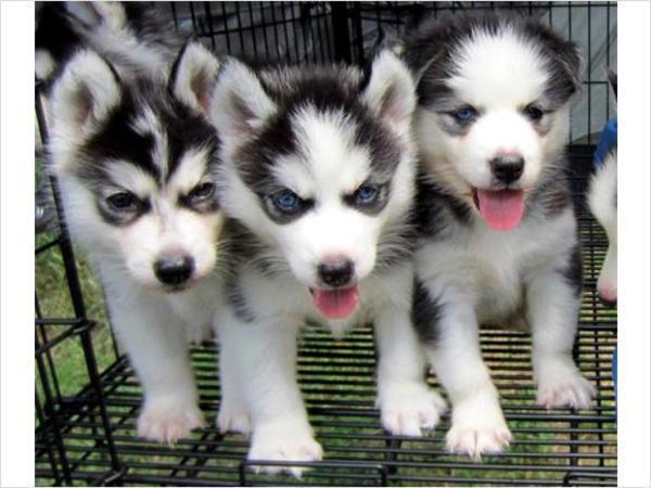 Huskywelpen 1 Siberian-Husky