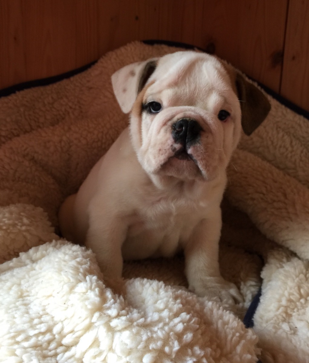 Englische Bulldogge Welpen Reinrassig