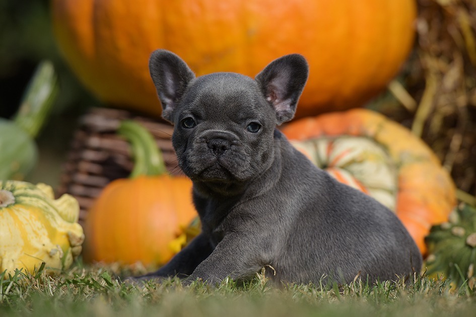  Französische Bulldoggen Welpen