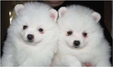 Zuckersüße Pomeranian Welpen aus seriöser, deutscher Hobbyzucht