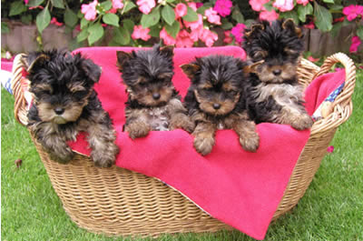 Yorkshire Terrier Welpen 