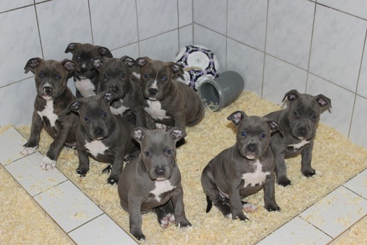  Reinrassige American Pit Bull Welpen 