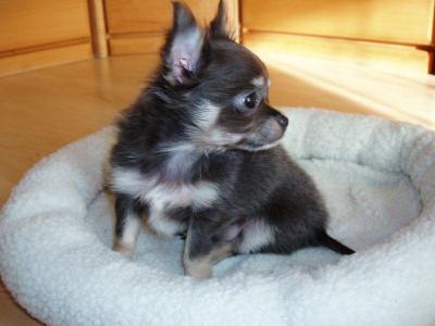 Super süße MINI chihuahua welpen mit Papieren *