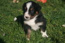 Australian Shepherd Hündin