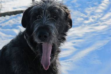  Irish Wolfhound Junghunde abzugeben