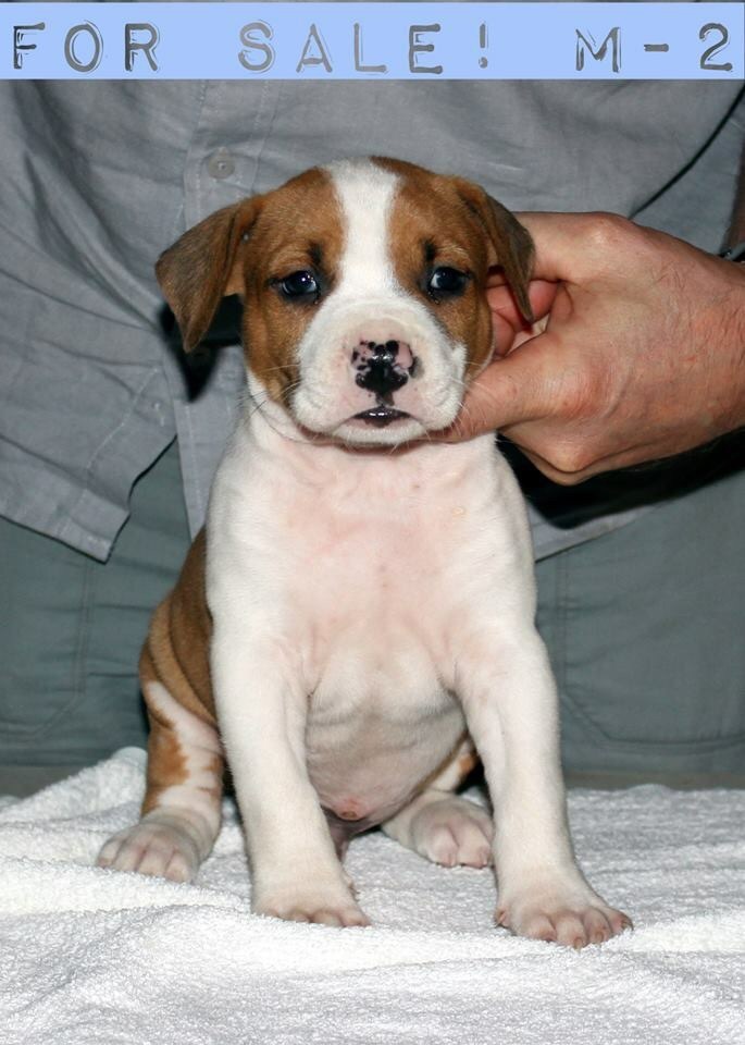 Amstaff Welpen Blue Line