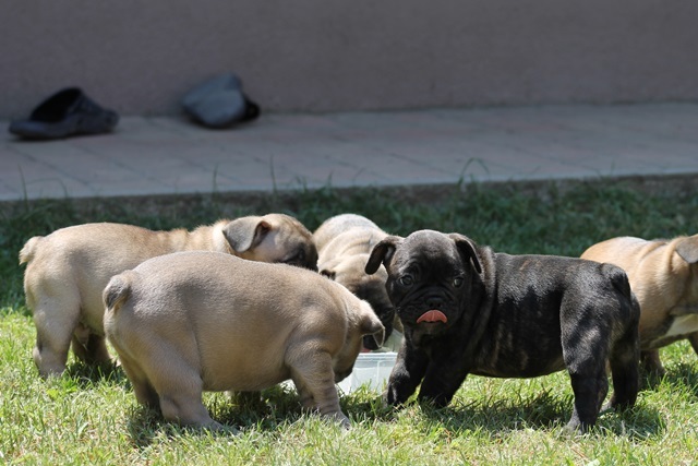 Französisch Bulldogge Welpen ein Welpe kostet 160Euros