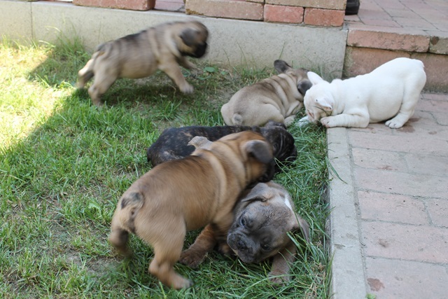 Französische Bulldoggen Welpen 11 Wochen mit Papiere ein Welpe kostet 160Euros