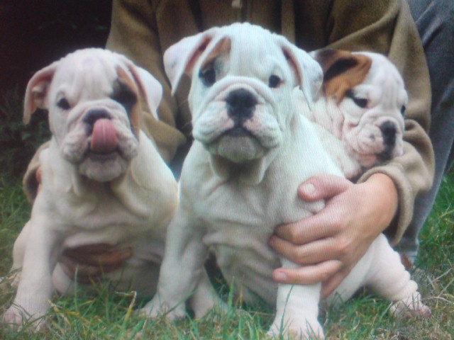 Schöne engl. Bulldoggen Welpen