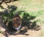 Zucht hunde Akita Inu