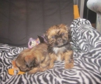 2 KLEINE shih tzu HERZBUBEN LH UND KH