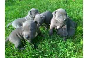 American pitbull welpe blueline 8 wochen