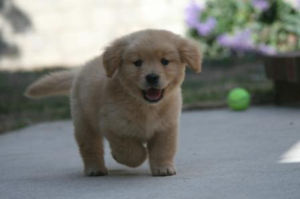  Reinrassige Golden Retriever!!