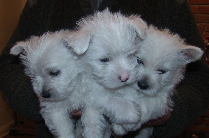 ausgezeichnete West Highland White Terrier