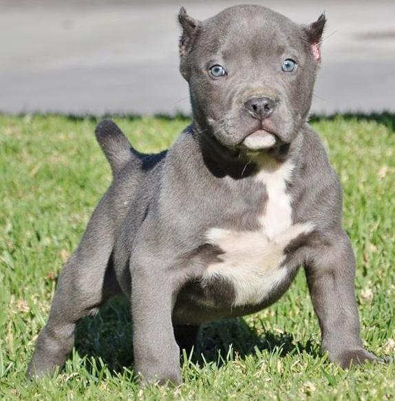 Super Süßer Pit bull Welpe mit Papieren*