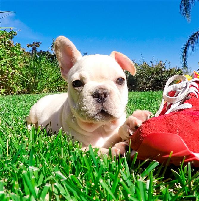 Französische Bulldogge welpen FREIATMENT ab sofort