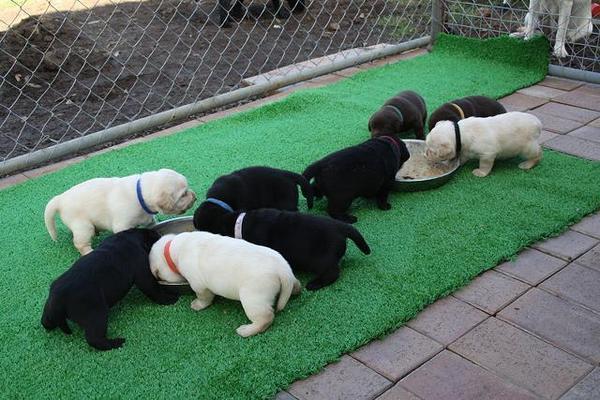 Zuckersüße Labrador welpen