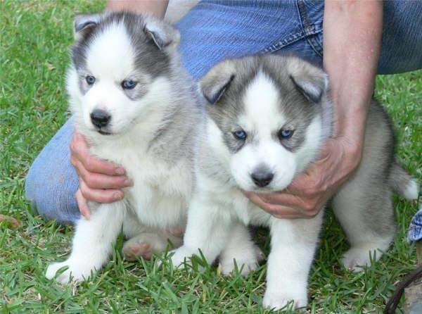 Super süße Husky Babys in seltener Farbe ab sofort abzugeben