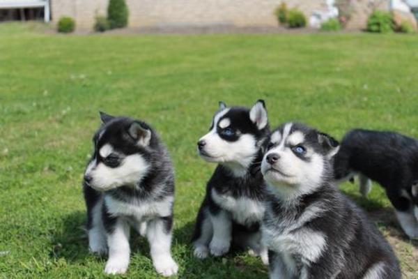 Wunderschöner reinrassiger sibirischer Huskyrüde 