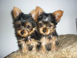  Yorkshire Terrier Welpen in black and tan