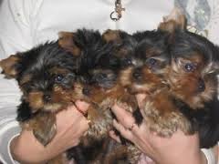 Yorkshire Terrier mini Rüde und Hündin