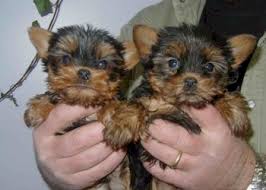 Biewer-Yorkshire-Terrier-Welpen mit Papieren