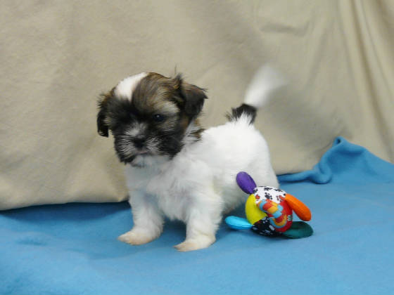 Startseite Ausgebildete Shih Tzu Welpen