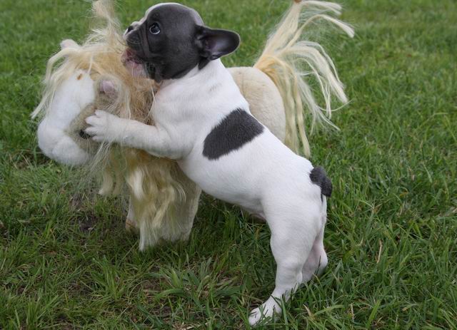 Französisch Bulldog Welpen!