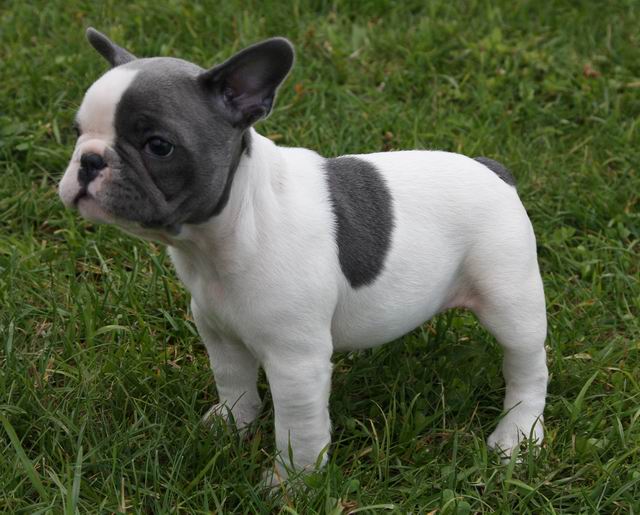 Französisch Bulldog Welpen zur Annahme