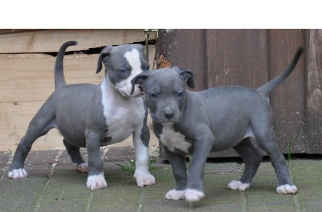 American Exotic Bully Welpen / TOP Linie 