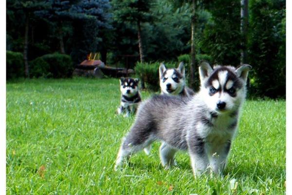 Gesunden blauen Augen Siberian Huskies Welpen zu