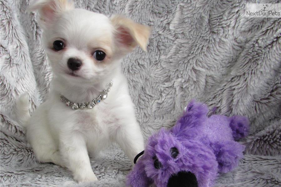  Wunderschöner typvoller Chihuahua Rüde LH,...