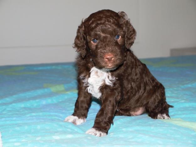 Lagotto Romagnlolo Welpen