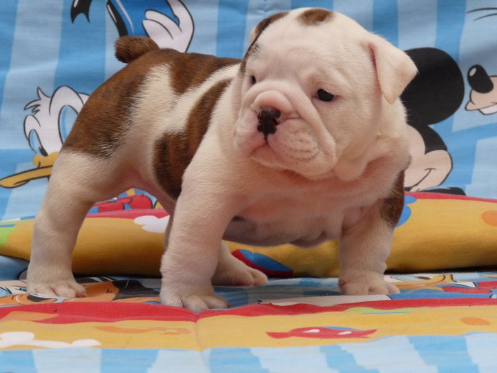 Reinrassige Englische Bulldogge Welpen