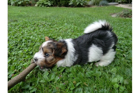 Biewer Yorkshire Terrier