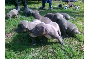 Wunderschöne Reinrassige blue-line stafford pitbull Welpe