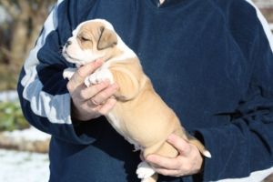 English Bulldog Welpen